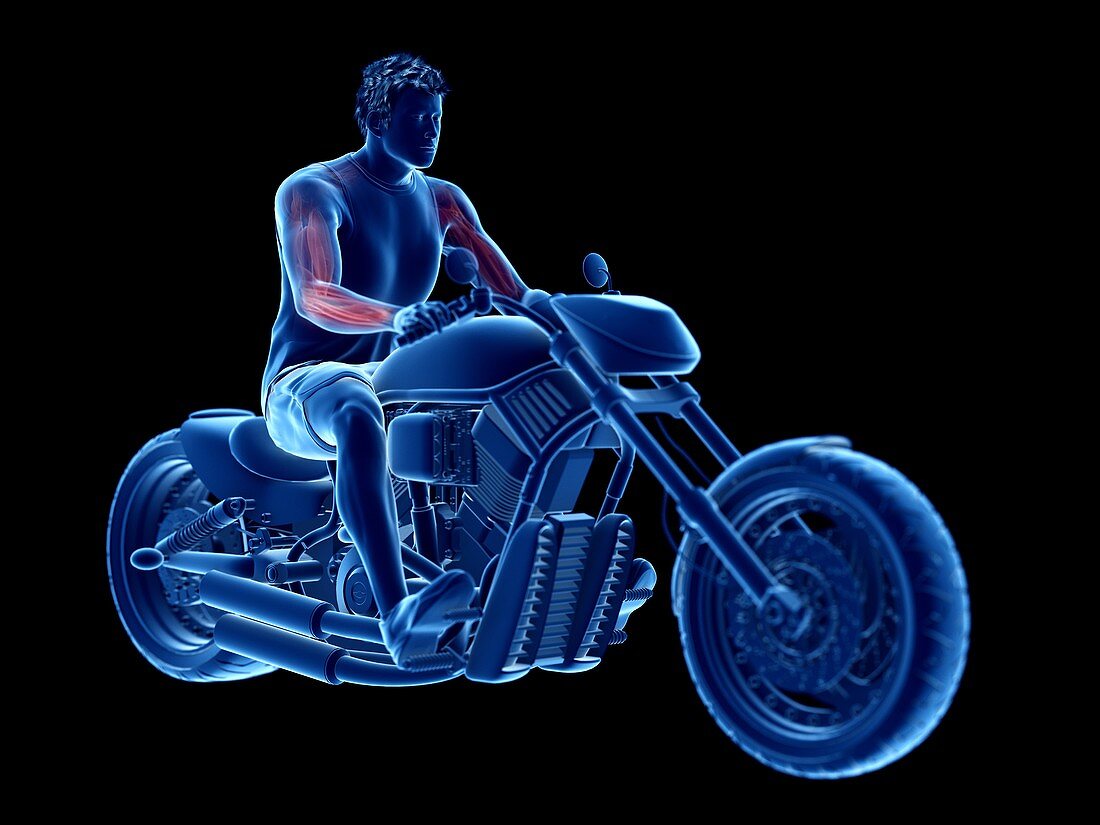Illustration of a biker's muscles