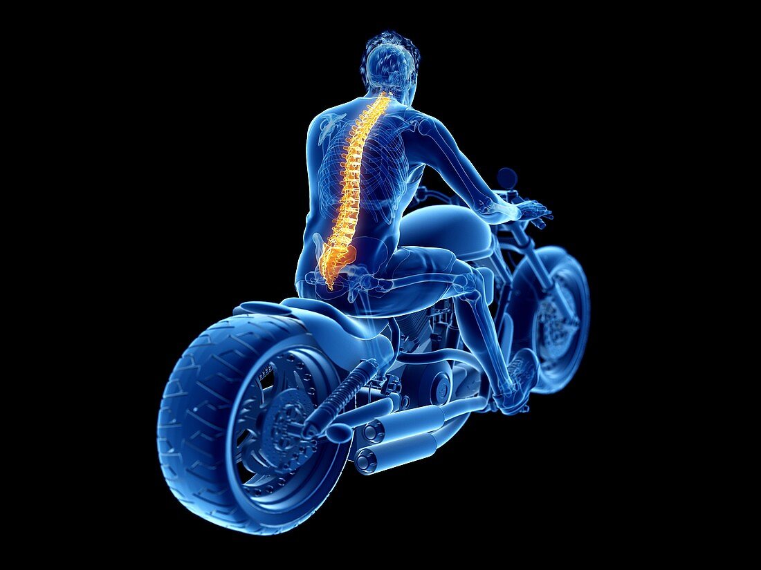 Illustration of a biker's spine
