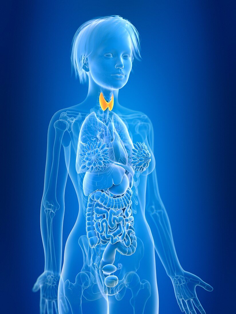 Illustration of female thyroid gland