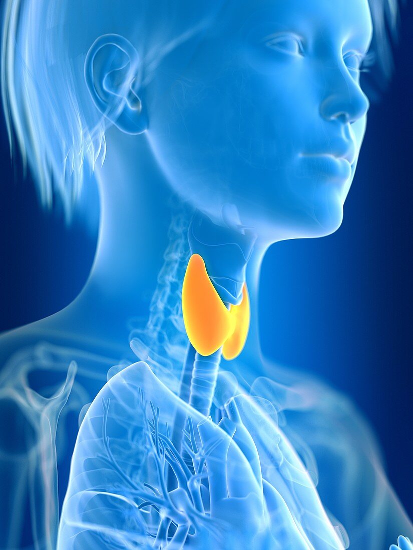 Illustration of female thyroid gland