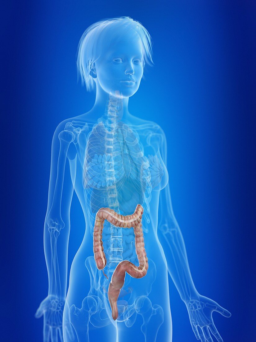 Illustration of a woman's colon