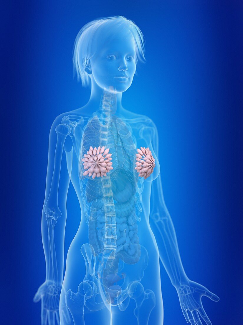 Illustration of a woman's mammary glands