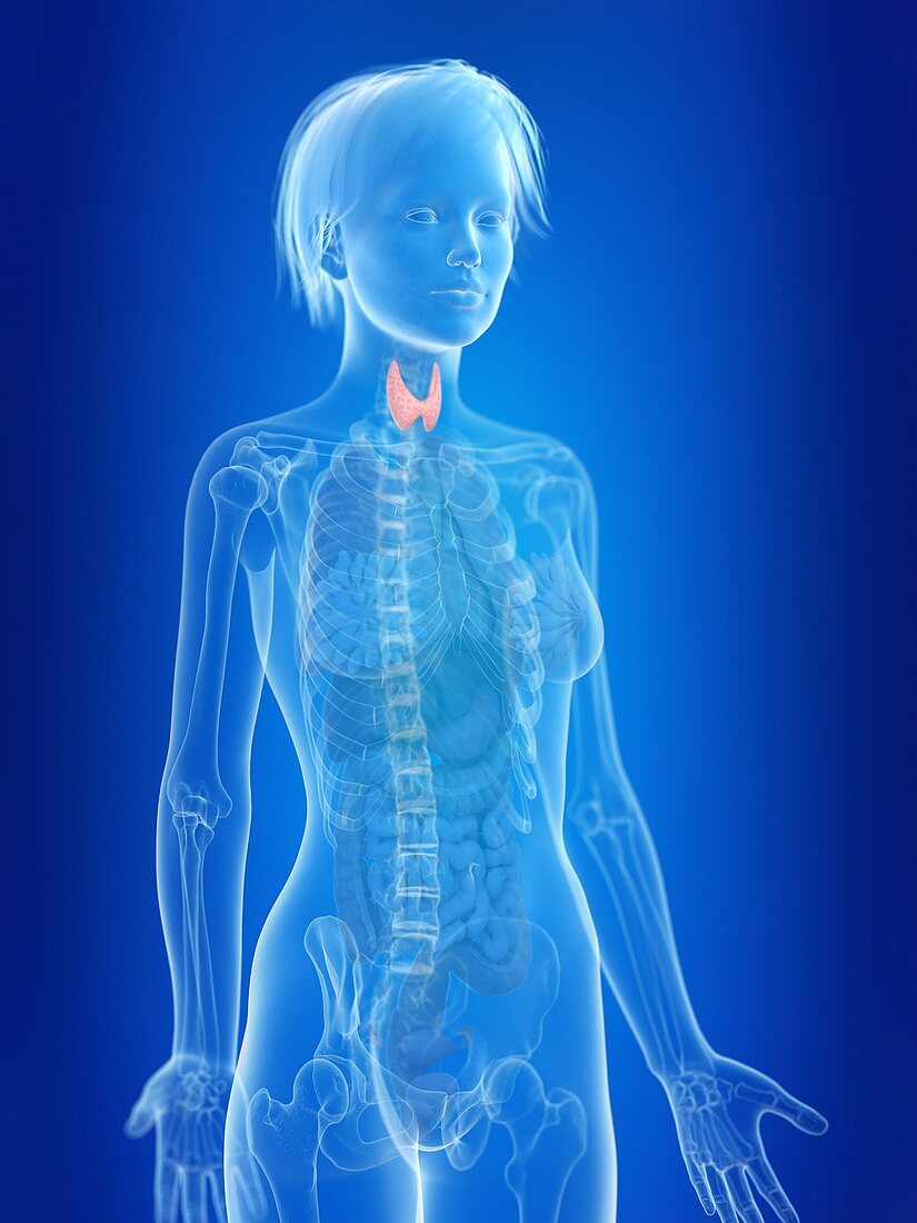 Illustration of a woman's thyroid gland