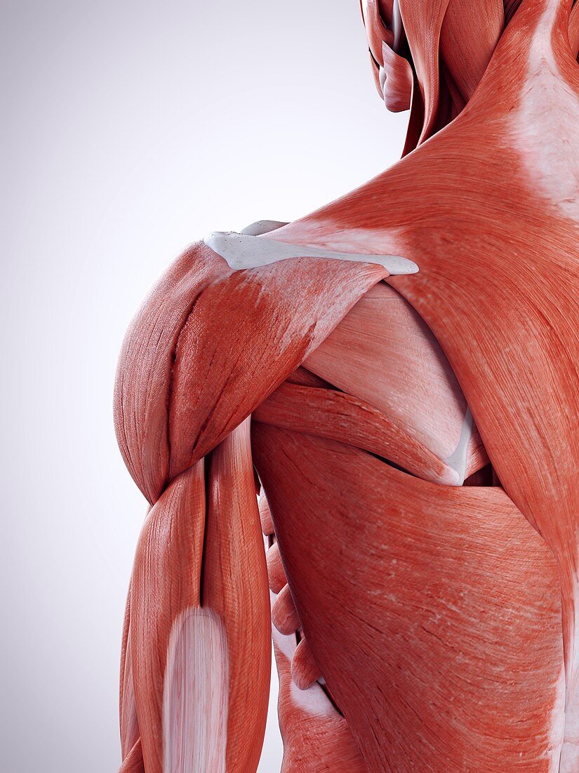 Illustration of the shoulder muscles