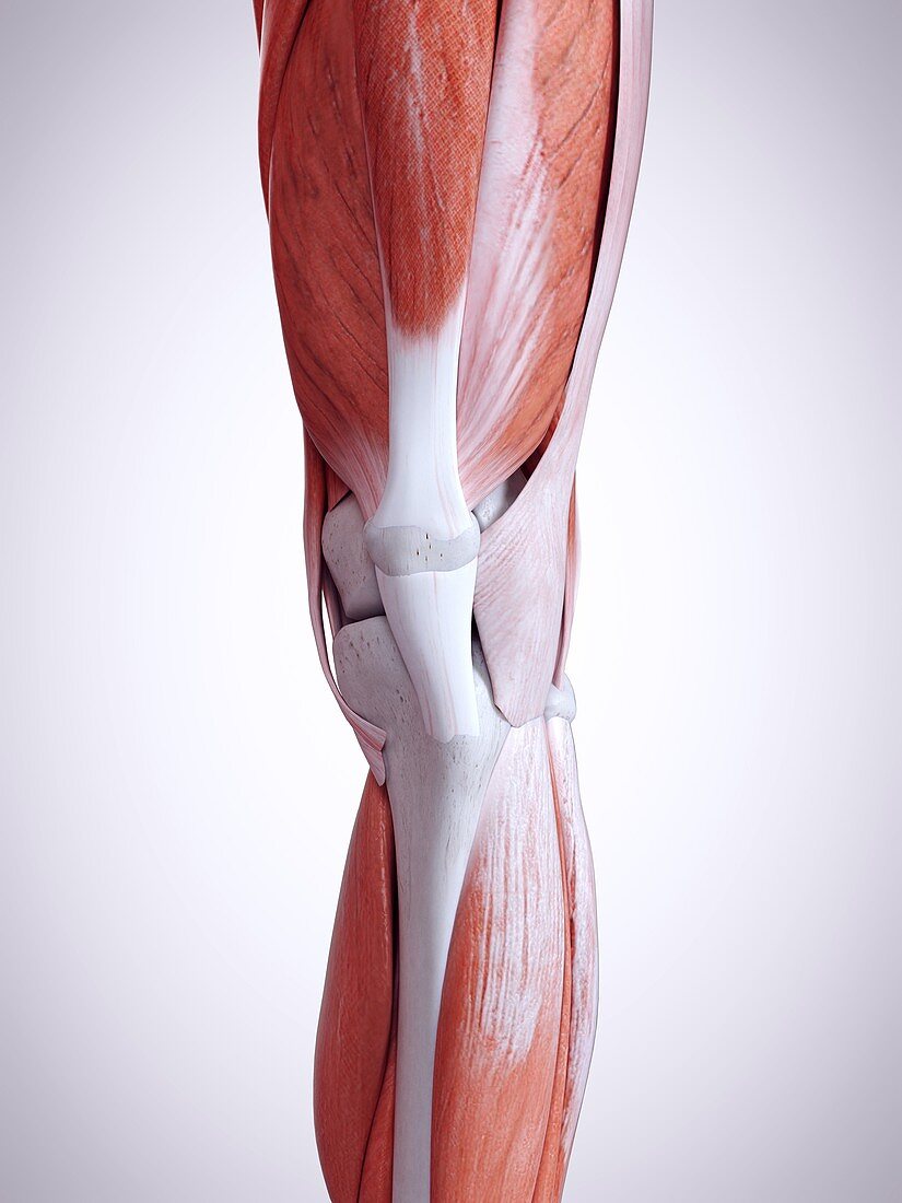 Illustration of the leg muscles