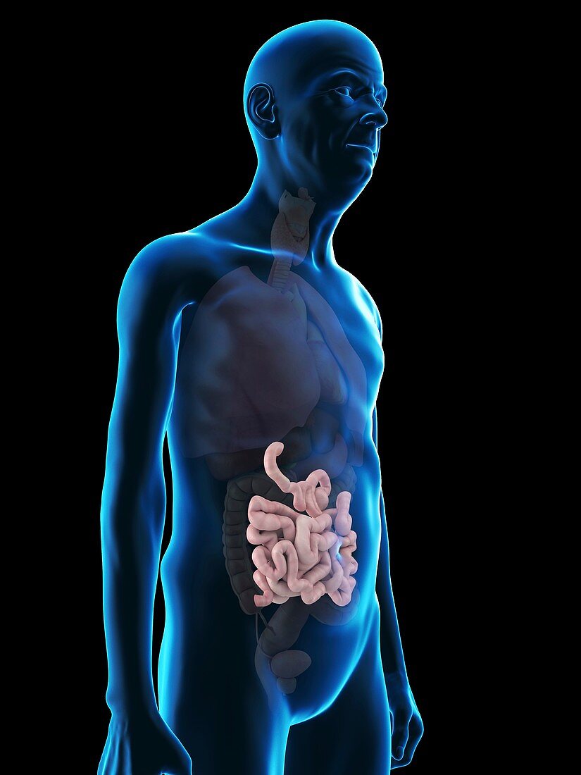 Illustration of an old man's small intestine