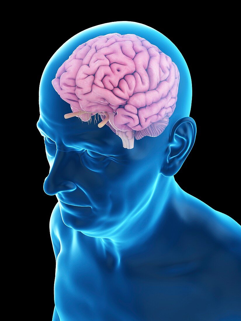 Illustration of an old man's brain