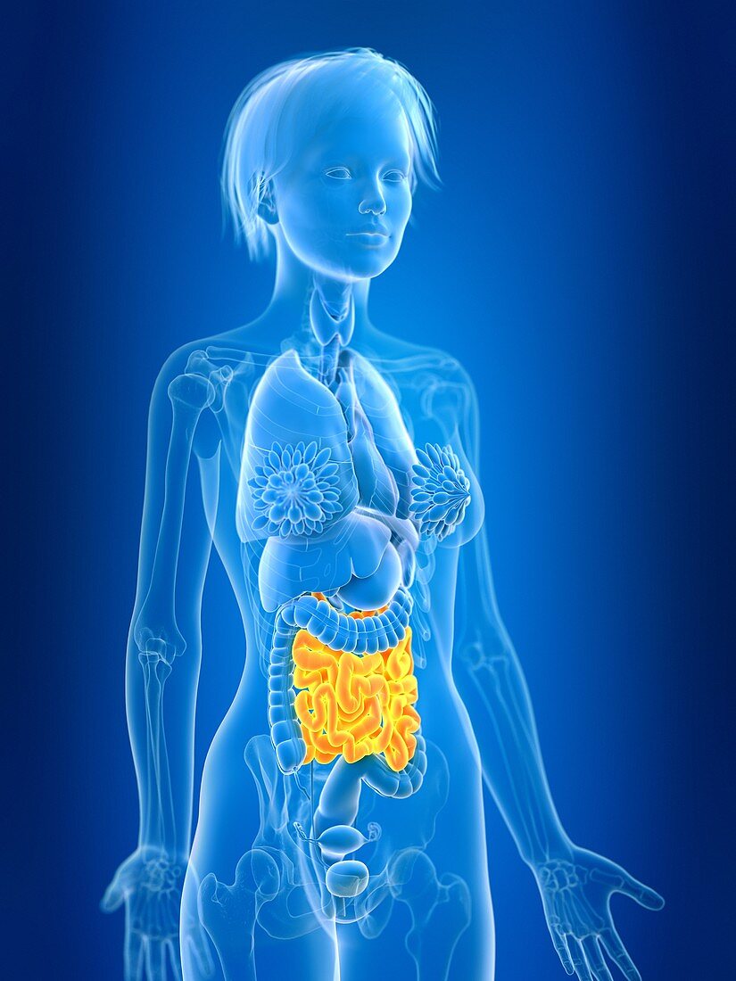 Illustration of female small intestine