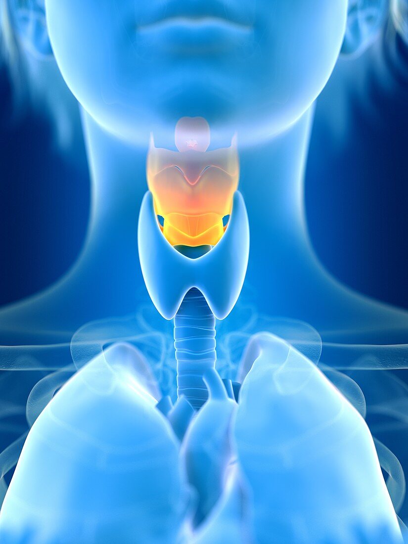 Illustration of female larynx