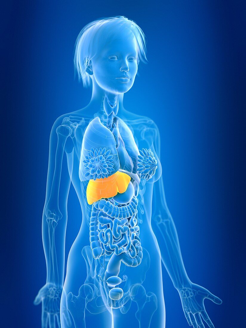 Illustration of female liver