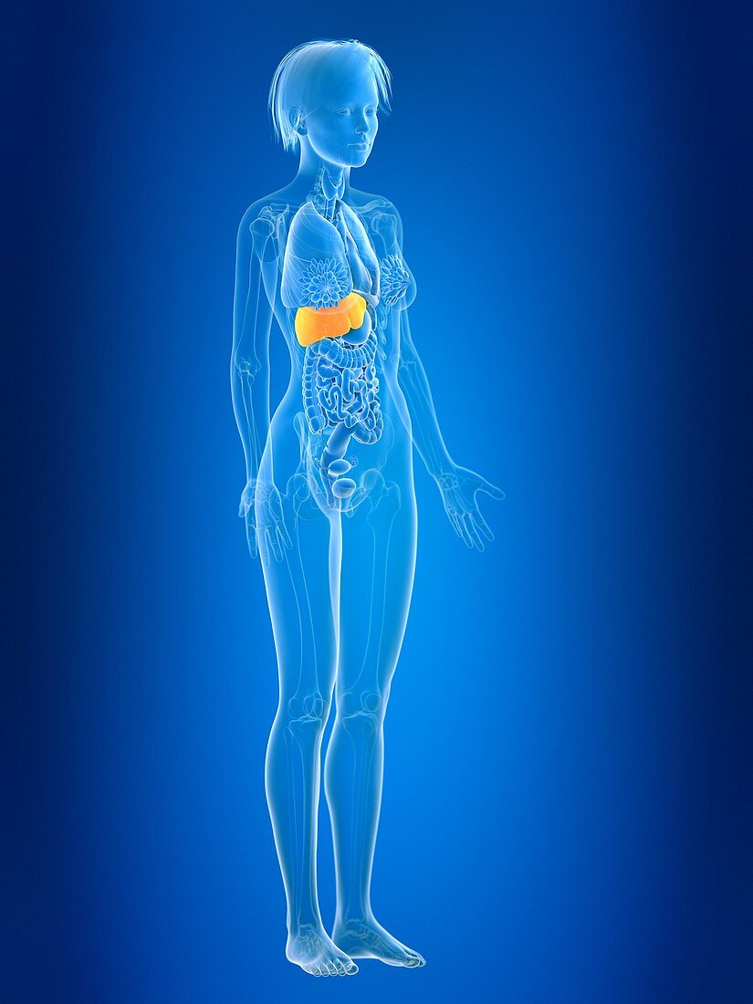 Illustration of female liver