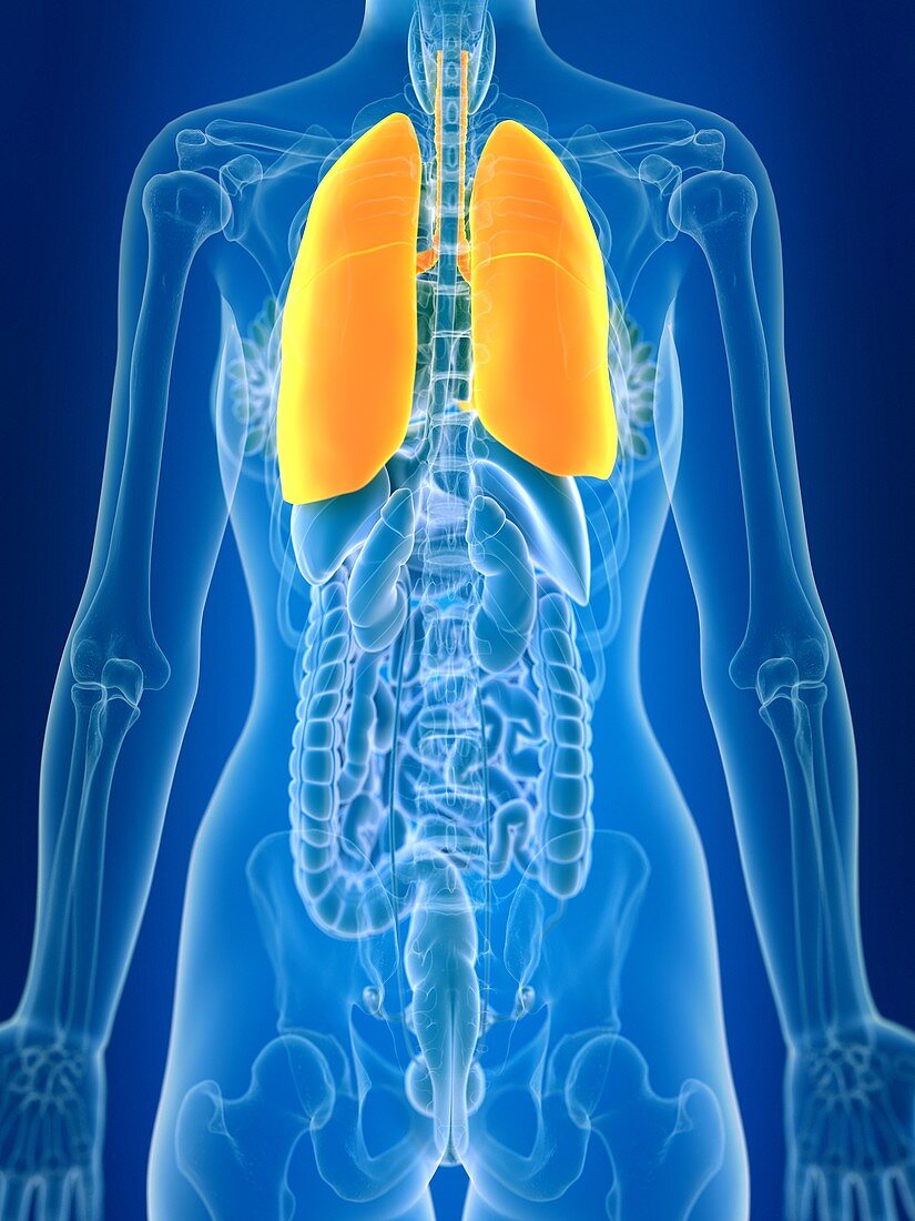 Illustration of female lung