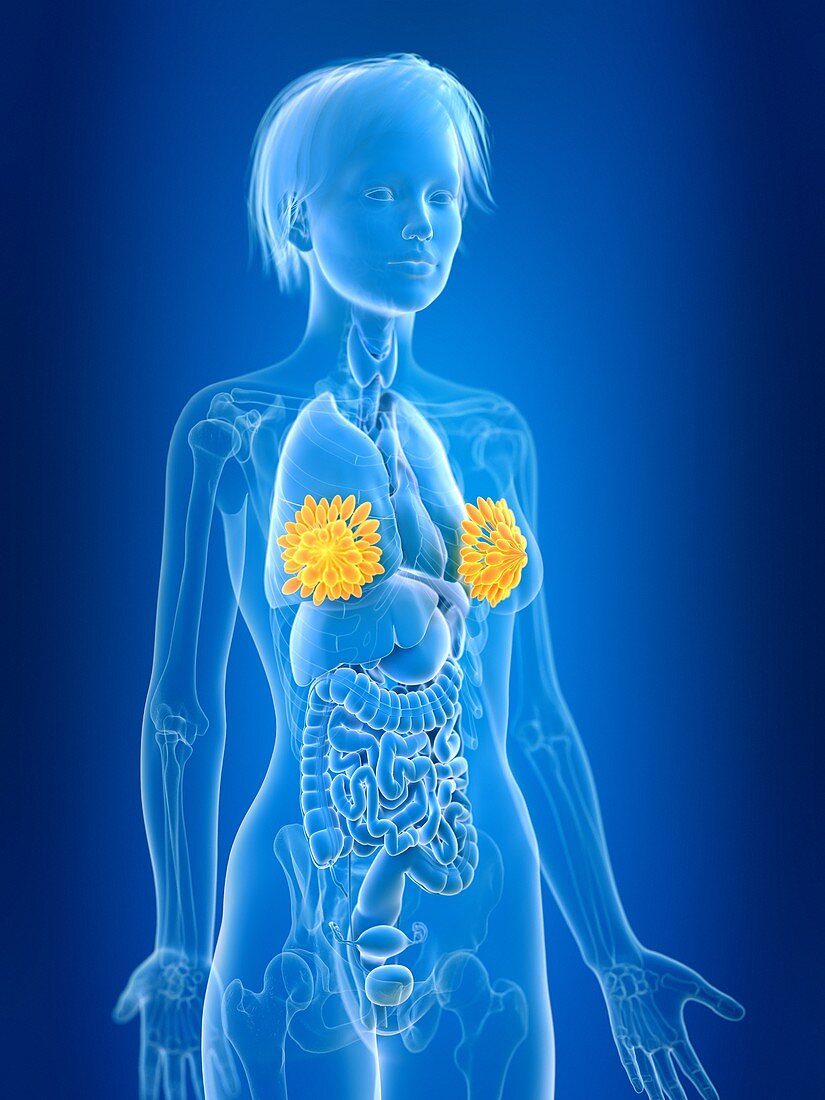 Illustration of female mammary glands