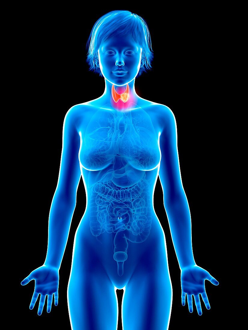 Illustration of thyroid gland cancer