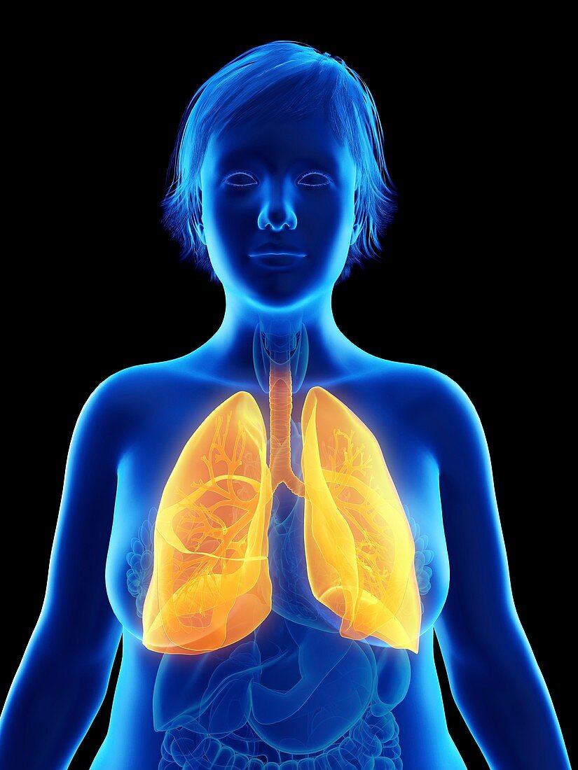 Illustration of an obese woman's lung