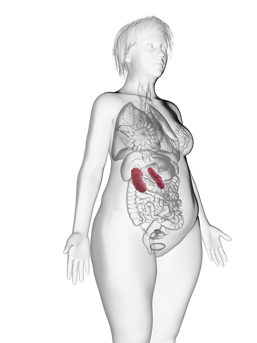 Illustration of an obese woman's kidneys