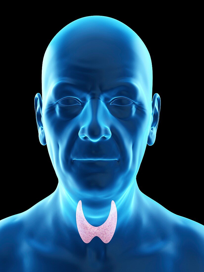 Illustration of an old man's thyroid gland