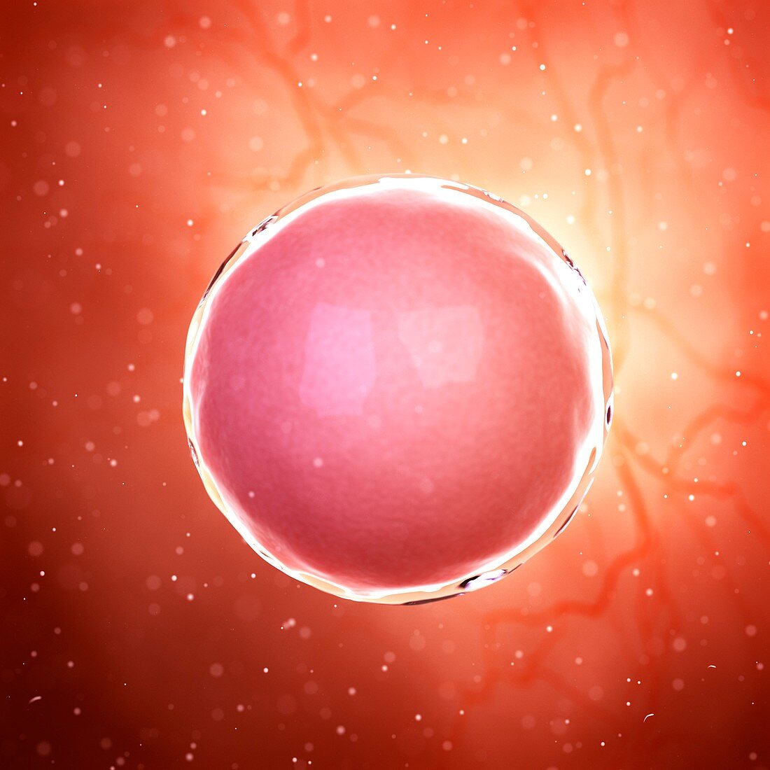 Illustration of a fertilized egg cell