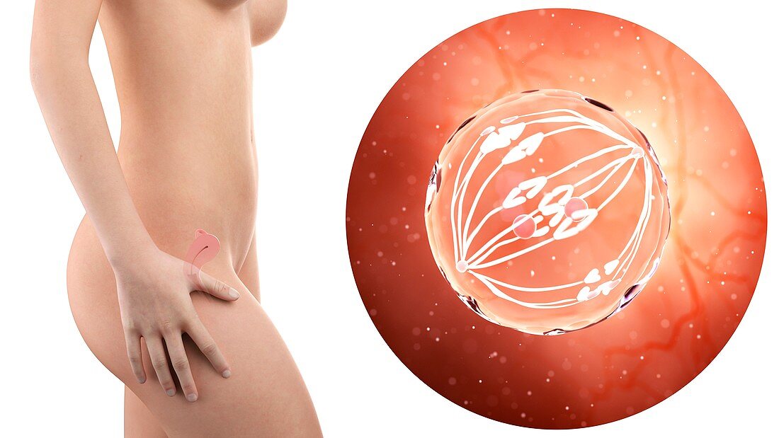 Illustration of a pregnant woman and dividing cell