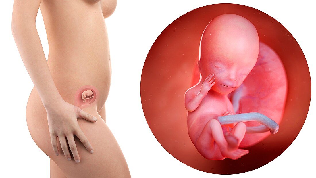 Illustration of a pregnant woman and 13 week foetus