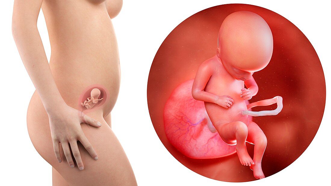 Illustration of a pregnant woman and 17 week foetus