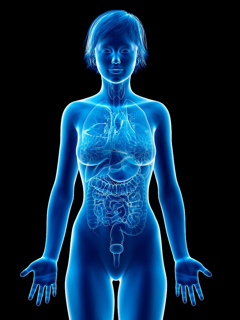 Illustration of a woman's organs