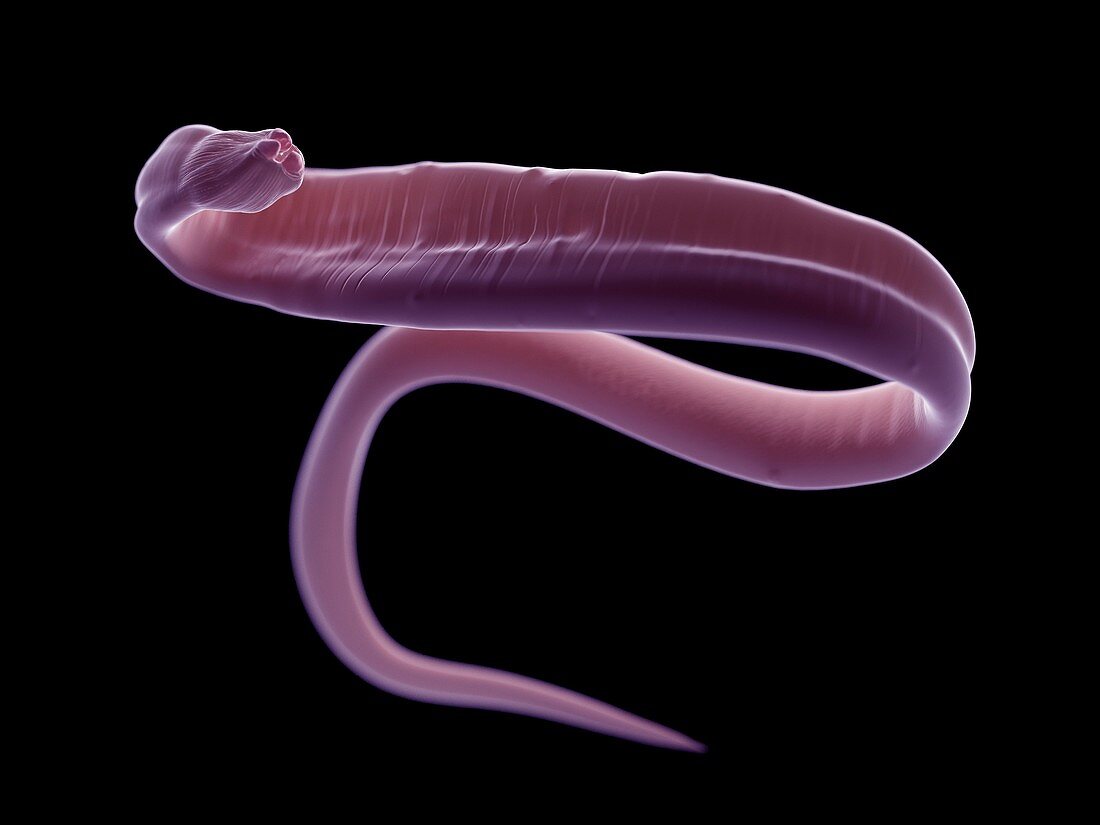 Illustration of an ascariasis worm