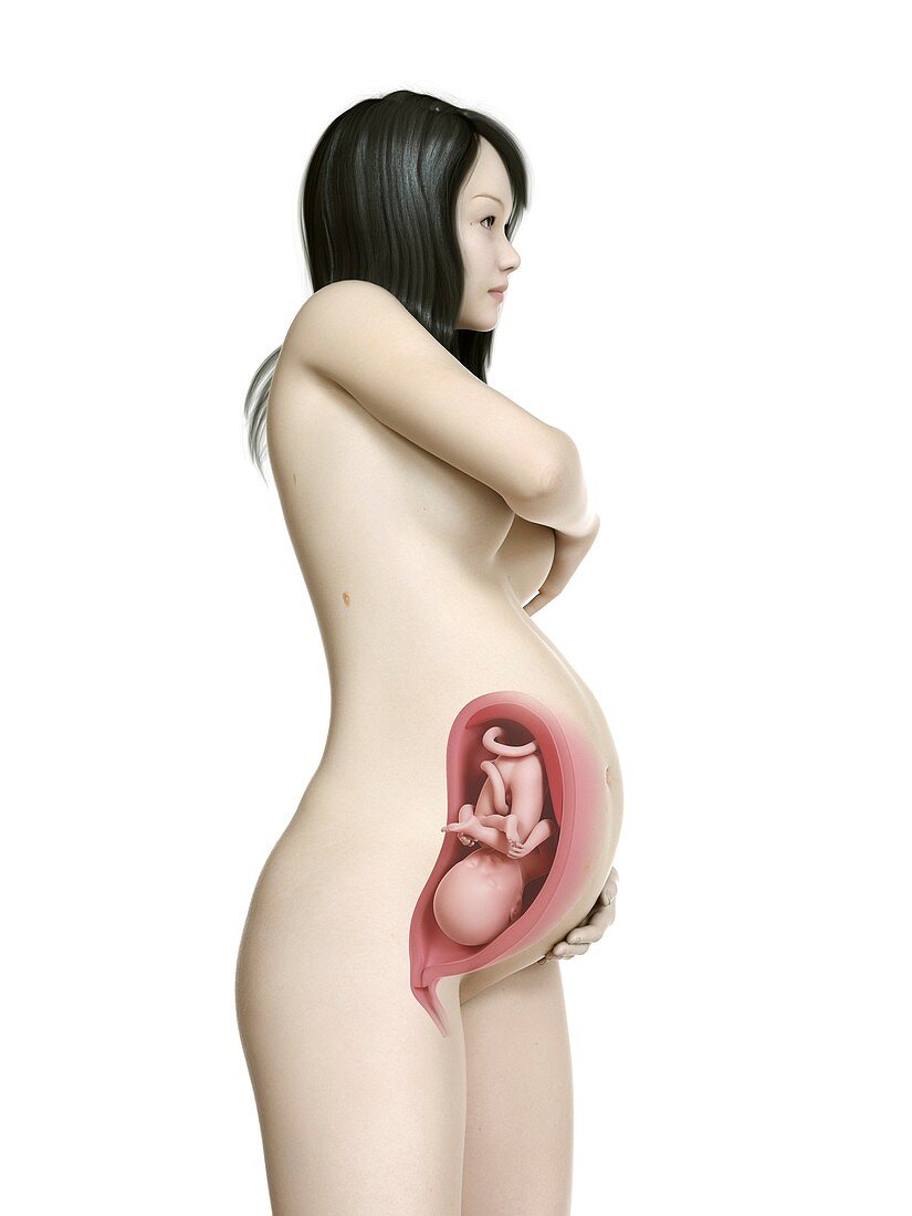 Illustration of a pregnant woman at week 33