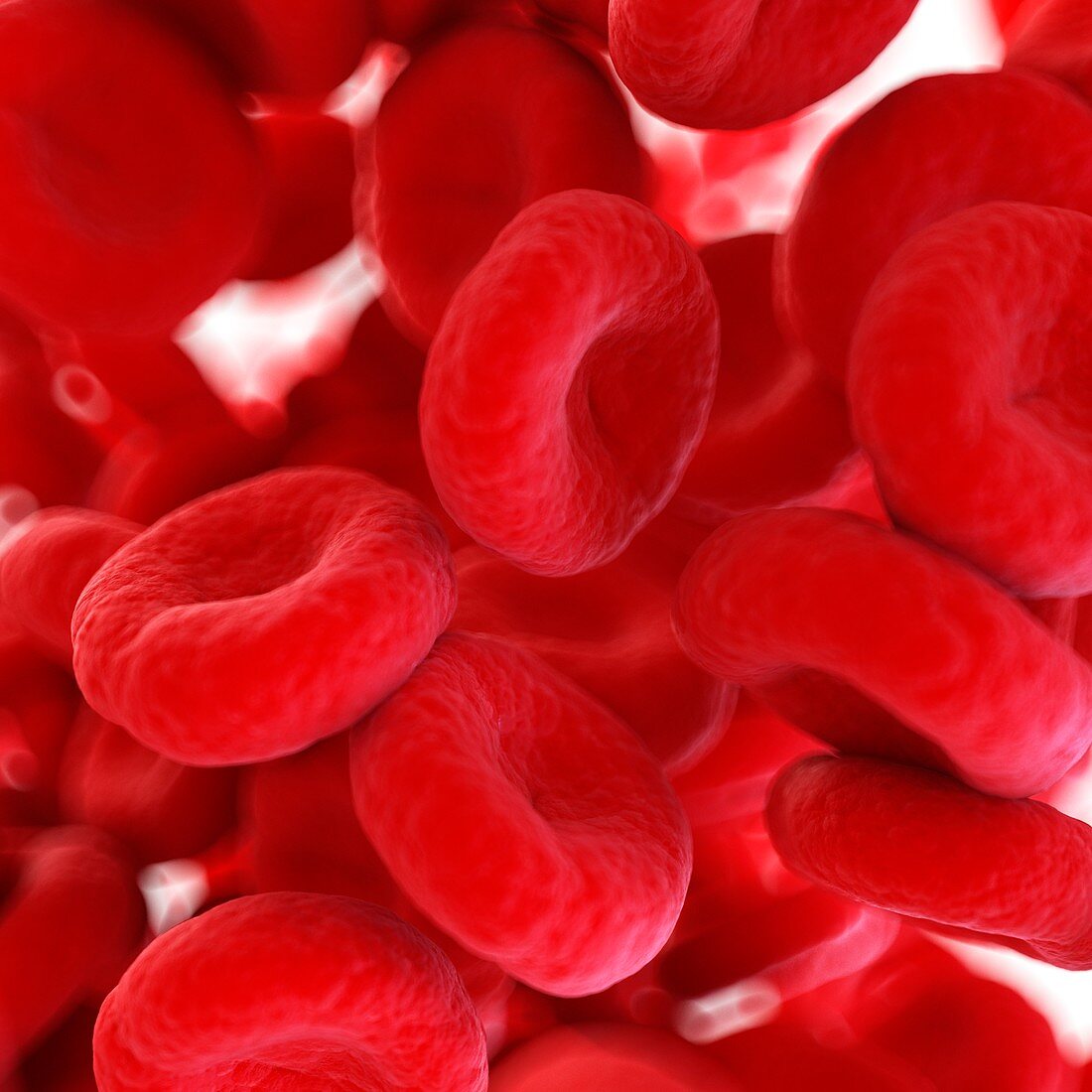 Illustration of human blood cells
