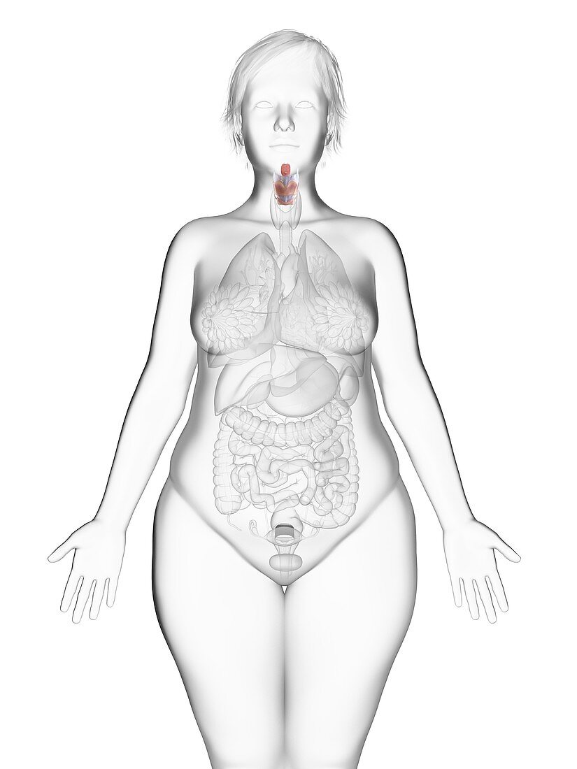 Illustration of an obese woman's larynx