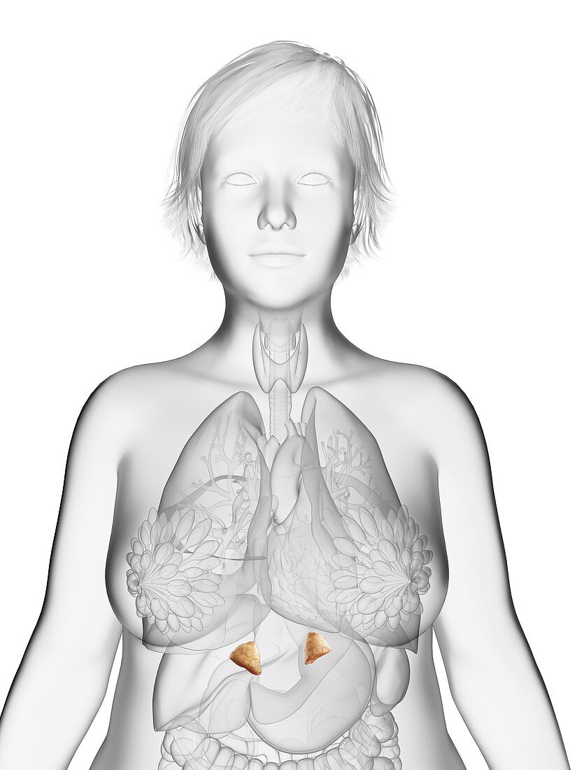 Illustration of an obese woman's adrenal glands