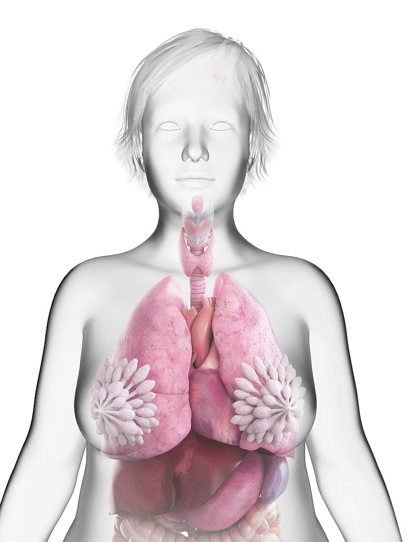 Illustration of an obese woman's internal organs