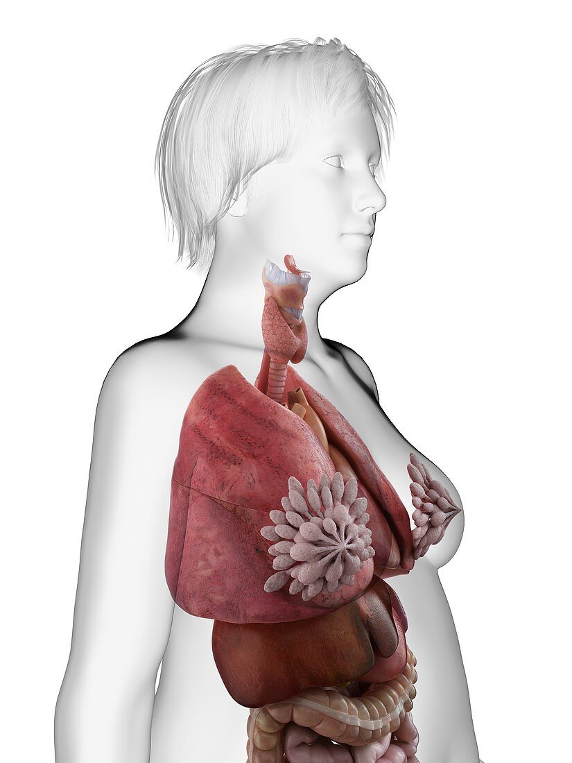 Illustration of an obese woman's internal organs