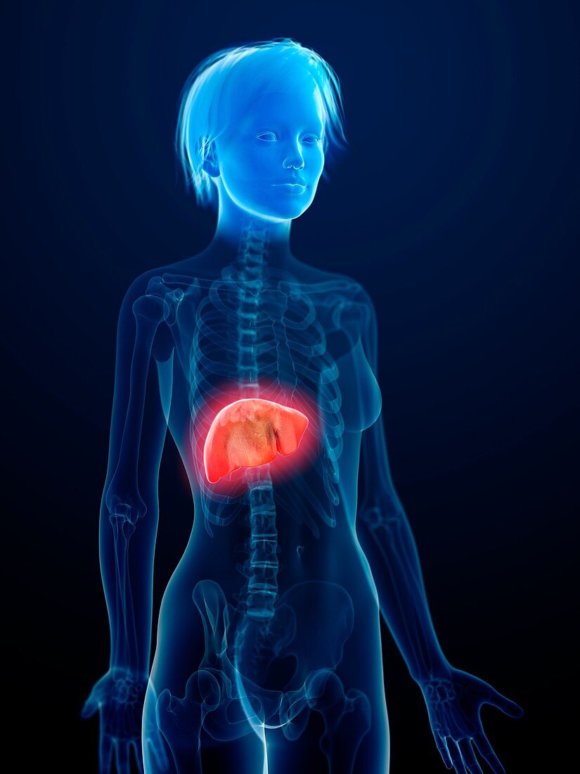 Illustration of an inflamed liver