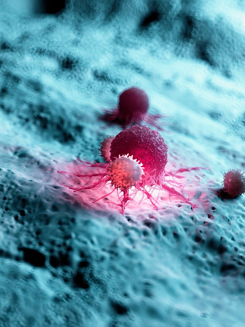 Illustration of a cancer cell being attacked by white blood
