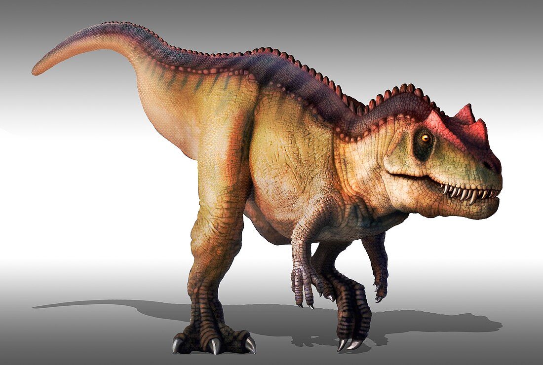 Ceratosaurus, illustration