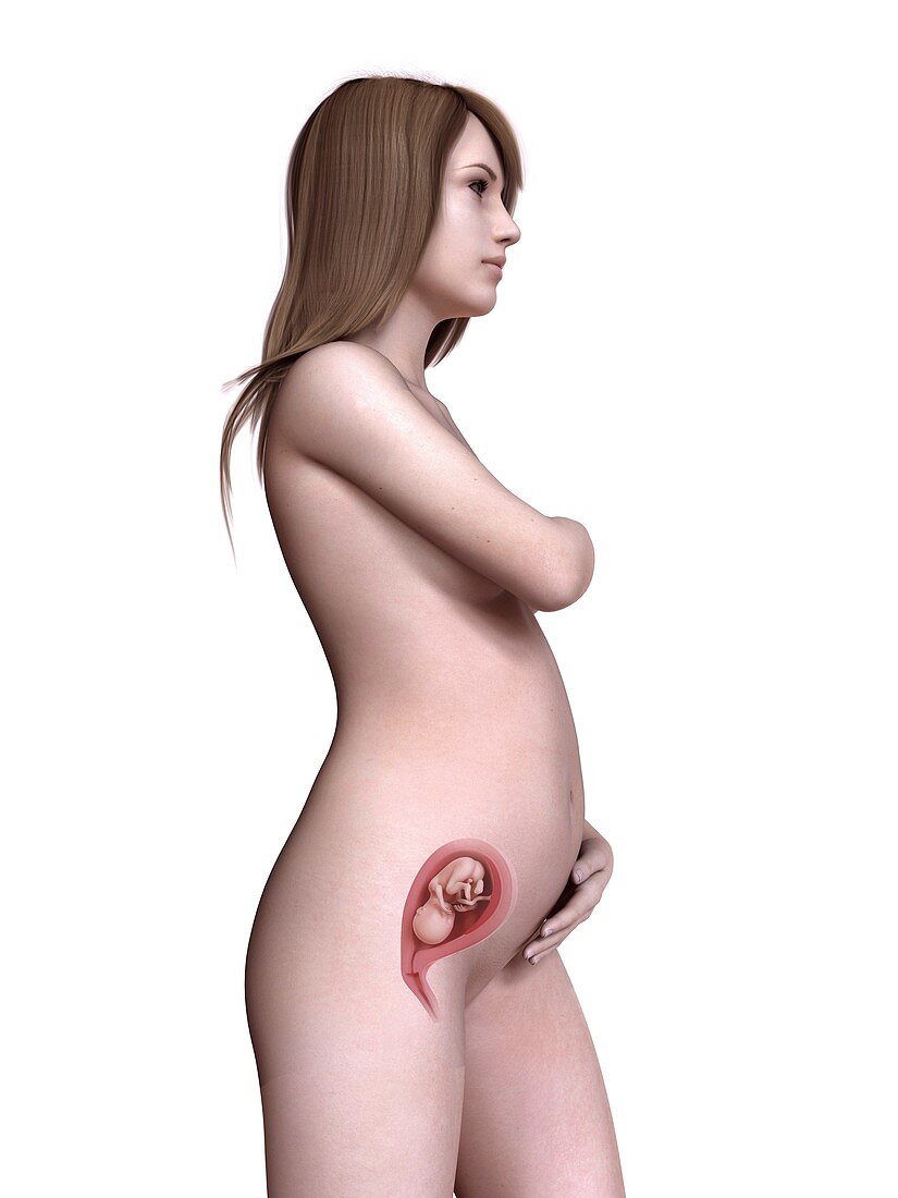 Illustration of a pregnant women at week 20