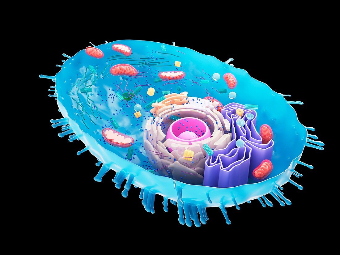Illustration of a human cell cross-section
