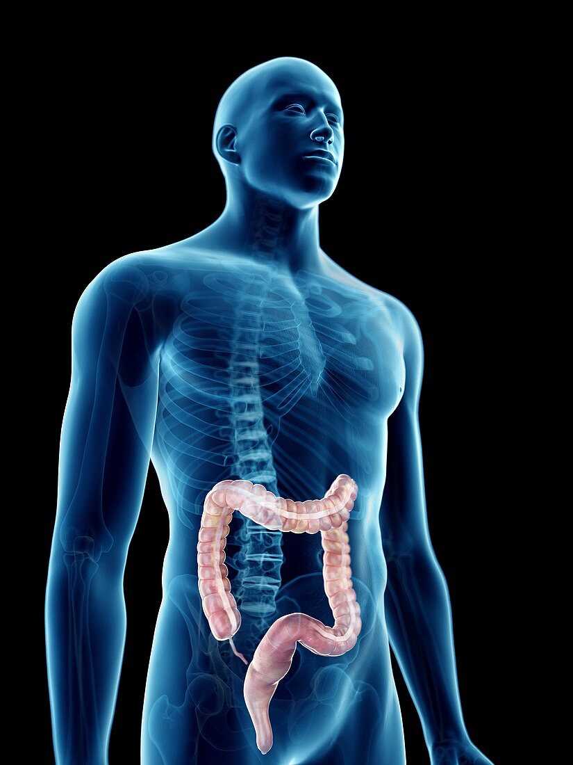 Illustration of a man's colon