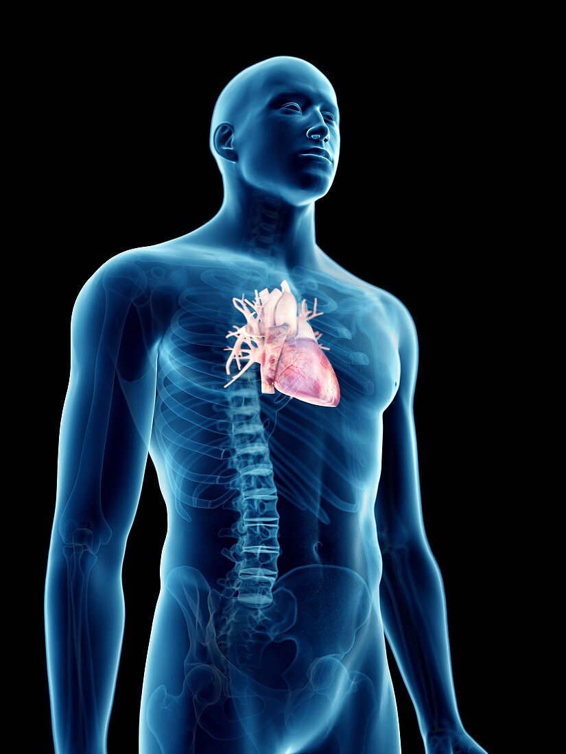 Illustration of a man's heart