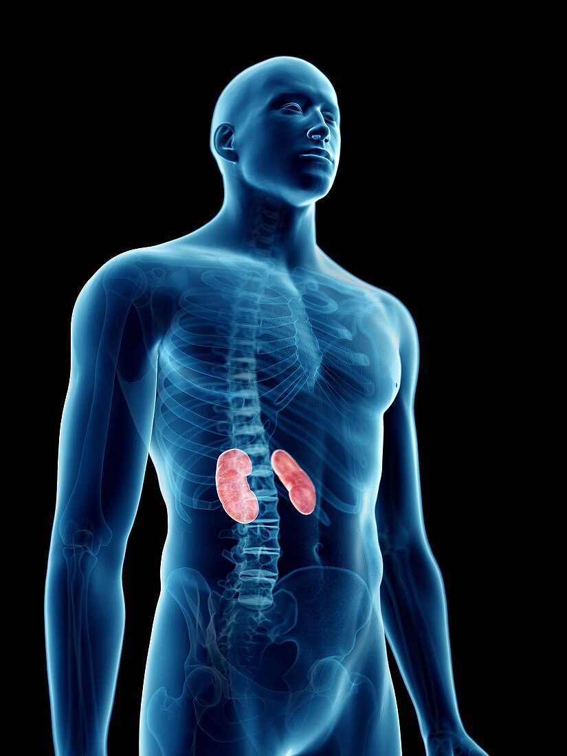 Illustration of a man's kidneys