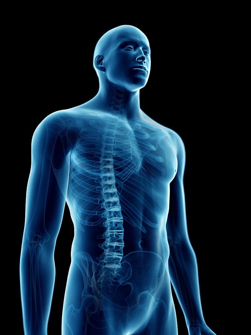 Illustration of a man's skeletal thorax
