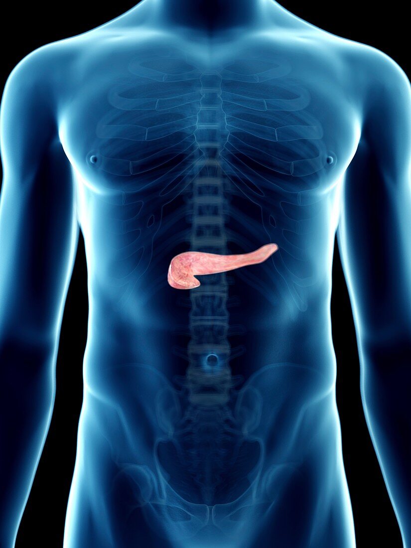 Illustration of a man's pancreas