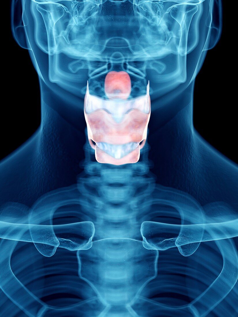 Illustration of a man's larynx