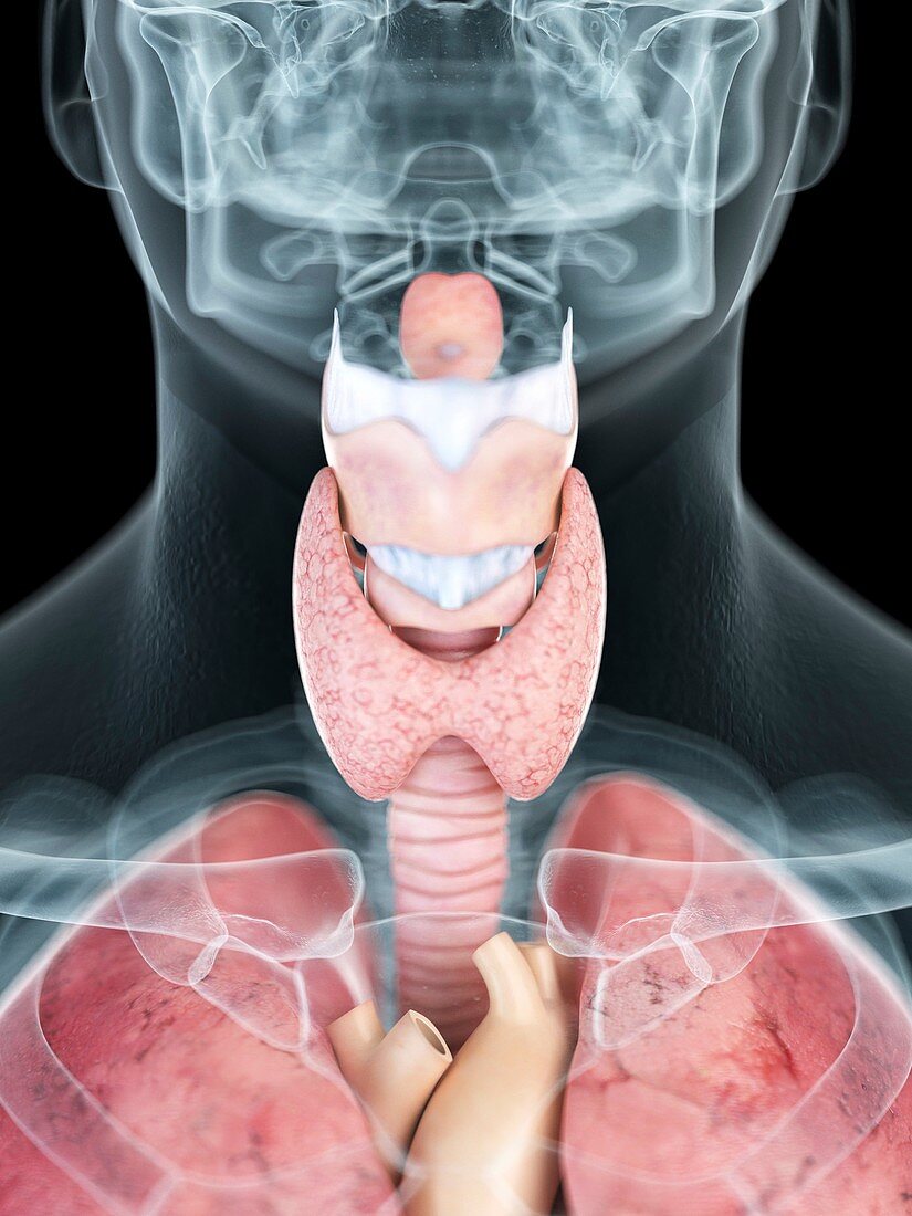 Illustration of a man's throat anatomy