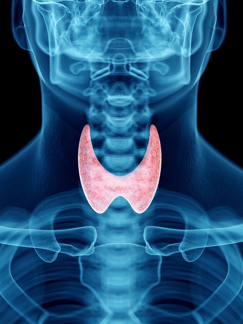 Illustration of a man's thyroid gland