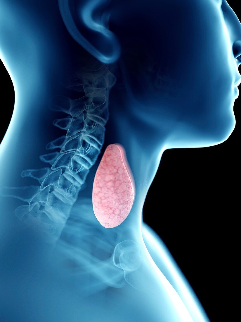 Illustration of a man's thyroid gland