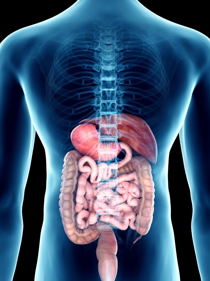 Illustration of a man's digestive system