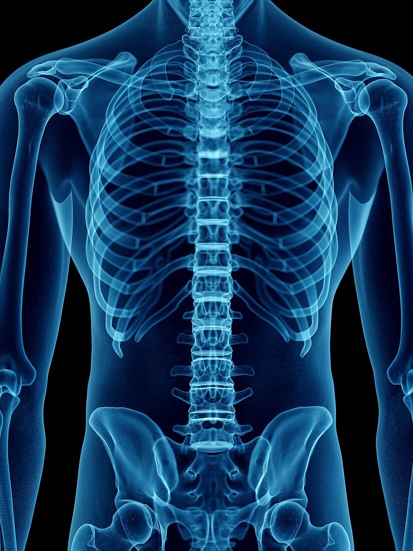 Illustration of a man's skeletal back