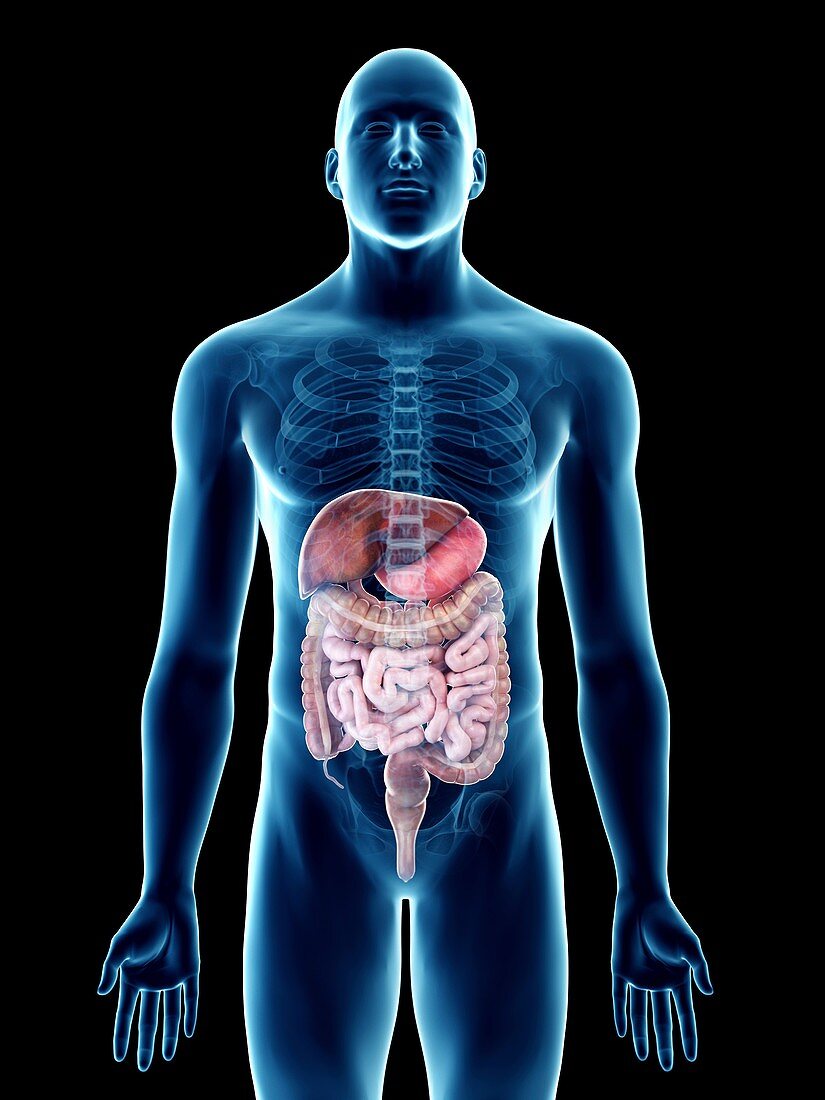 Illustration of a man's digestive system